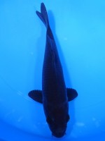  　 カラス鯉　23cm　 