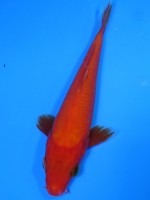 　紅鯉　15cm　