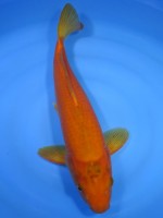 　紅からし鯉　40cm　