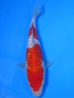  　ダイヤ銀鱗 二段紅白　19cm 　