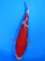 　ダイヤ銀鱗 紅白　25cm 　