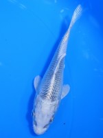  　プラチナ松葉　12cm 　