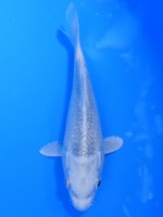  　プラチナ松葉　12cm 　