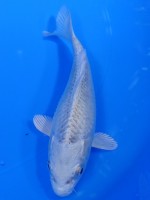  　プラチナ松葉　14cm 　