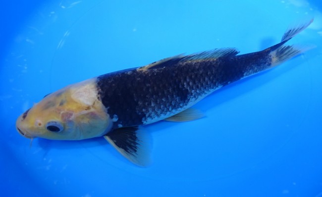 錦屋養鯉場　顔白 松川バケ　27cm　錦鯉　金魚販売　通信販売　錦屋養鯉場