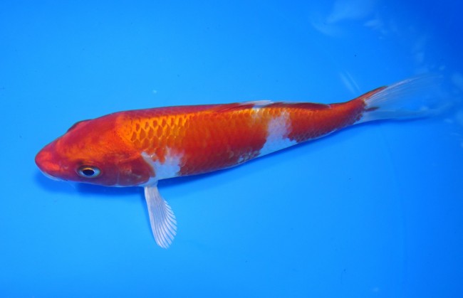 錦鯉販売　桜黄金　15cm　 錦鯉　金魚 福だるま販売　通信販売　錦屋養鯉場