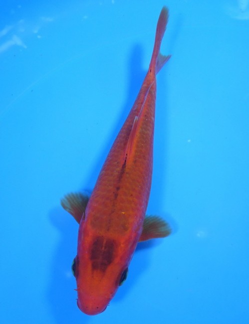 錦鯉販売　紅松葉　16cm　 錦鯉　金魚  福だるま販売　通信販売　錦屋養鯉場