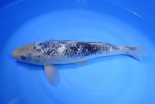 錦屋養鯉場　松川化け　38cm　錦鯉　金魚販売　通信販売　錦屋養鯉場