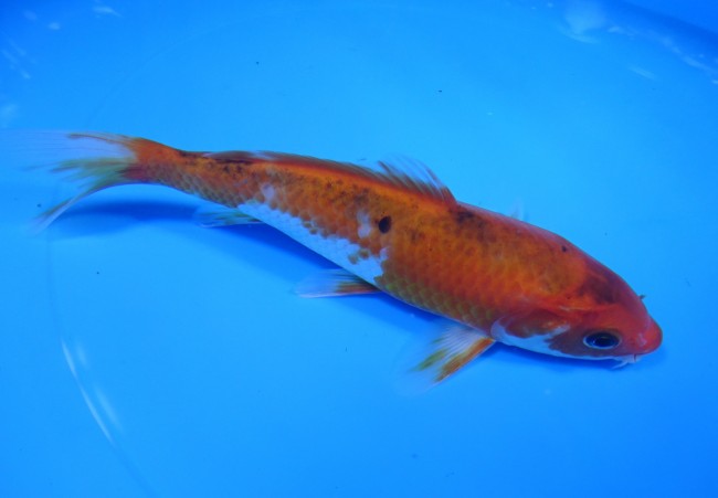 錦鯉販売　緋松葉　18cm　 錦鯉　金魚 福だるま販売　通信販売　錦屋養鯉場