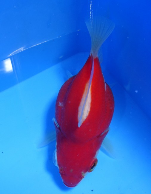 錦屋養鯉場　 福だるま 8cm　錦鯉販売　金魚販売　通信販売　錦屋養鯉場